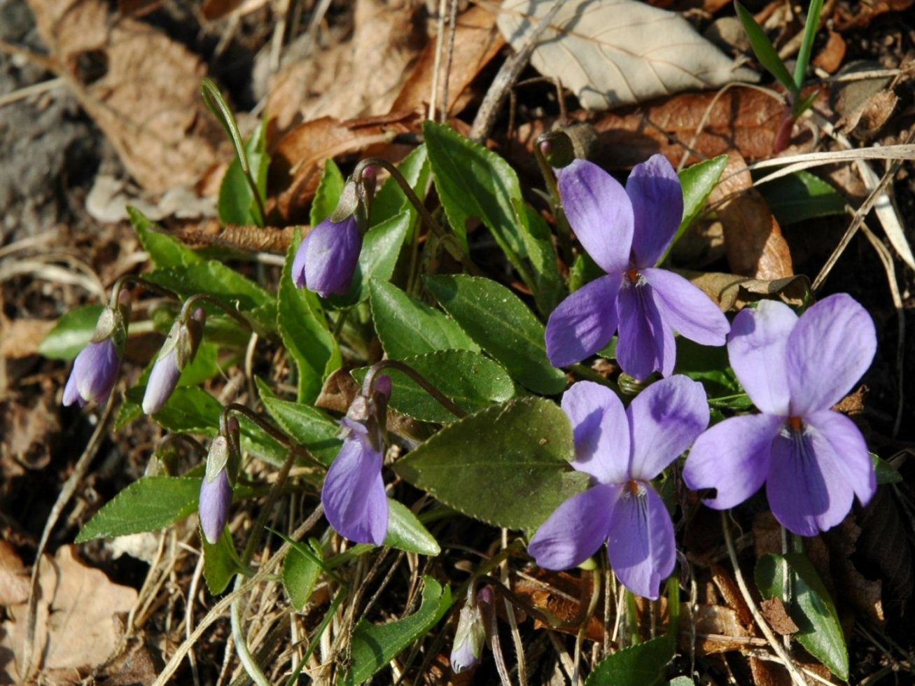 Viola